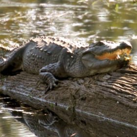 Chitwan nationalpark, krokodil njuter av solen på en stock på en flod