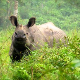 Resa Tibet och Nepal, en noshörning i djungeln i Chitwans nationalpark.