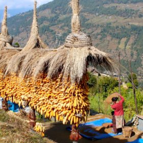 Nepalresa, majs hänger på tork