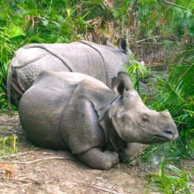 noshörningar på skräddarsydd resa i Nepal