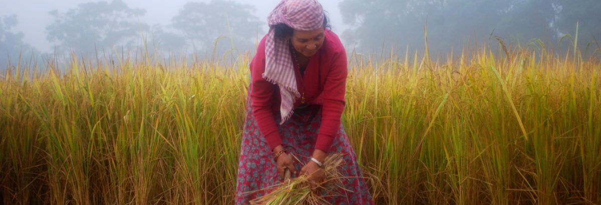 kvinna skördar ris på resa till Nepal
