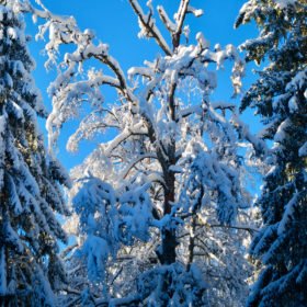 på ett vinter-skogsbad inspireras vi av naturen som vilar under ett täcke av snö